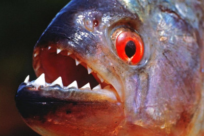 7 удивительных фактов о пираньях