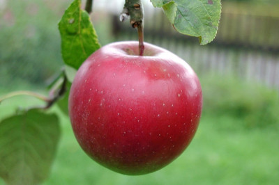 14 интересных фактов о яблоке