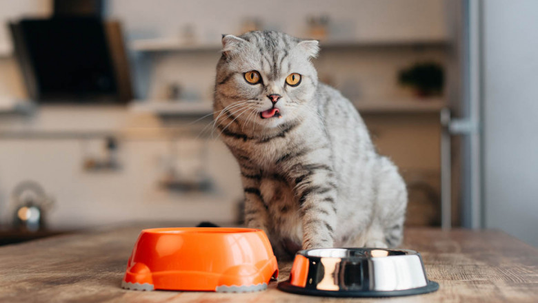 Почему нельзя кормить кота со стола, одновременно сухим кормом и обычными продуктами?