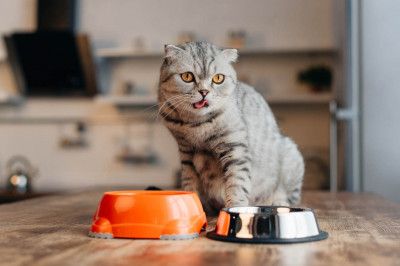 Почему нельзя кормить кота со стола, одновременно сухим кормом и обычными продуктами?