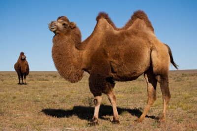 9 любопытных фактов о верблюдах