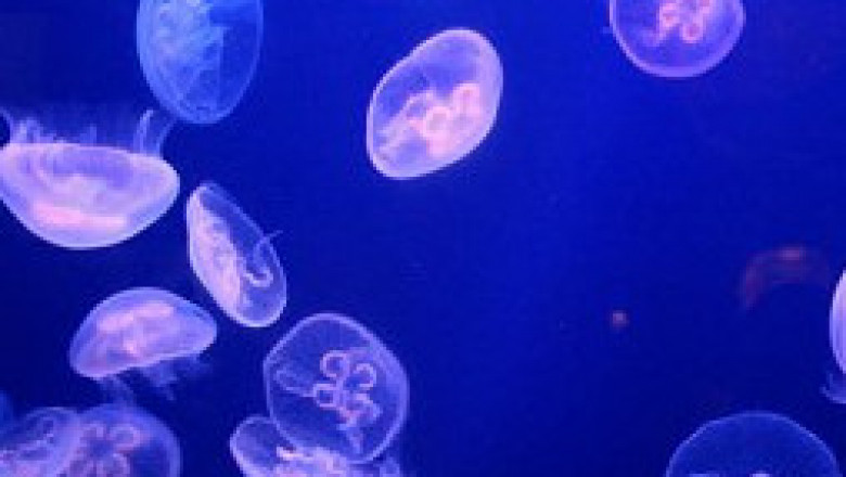 5 поразительных видов медуз