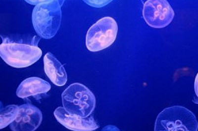 5 поразительных  видов медуз