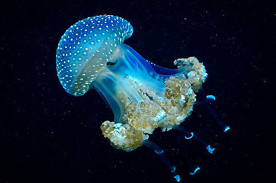 10 интересных фактов о медузах