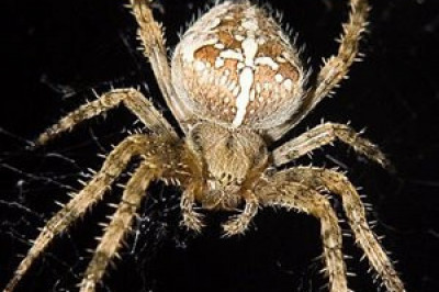 В чем особенности строения пауков?