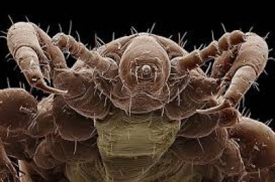 7 любопытных фактов о пауках