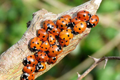 Любопытные факты о божьих коровках