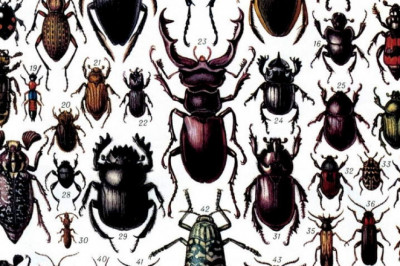 Краткий экскурс по интересным видам жуков