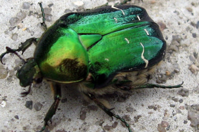 Что мы знаем о жуках?