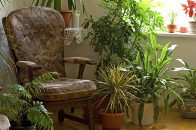 Топ тенелюбивых растений для дома