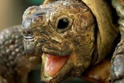 Топ самых интересных черепах