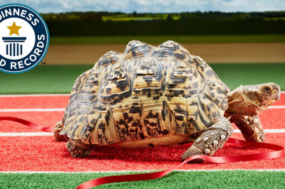 Черепаха Берти- мировой рекордсмен в беге среди других черепах