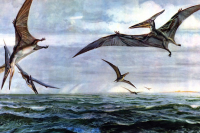 Кто научился первым летать?