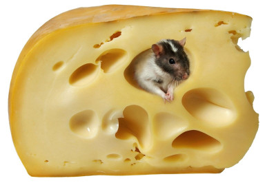 Интересные факты о сыре