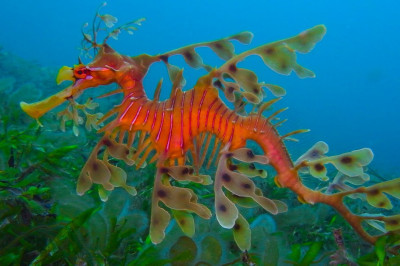 Кто такие морские коньки?