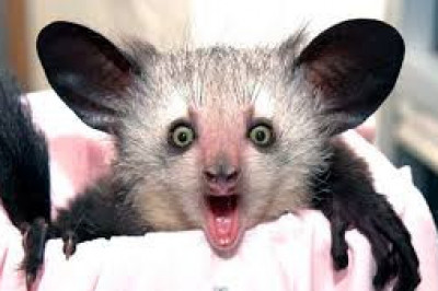 Какими бывают лемуры?