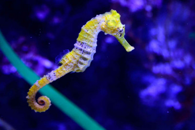 Любопытные факты о морских коньках