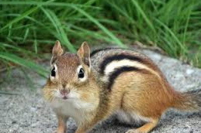 8 интересных фактов о бурундуках