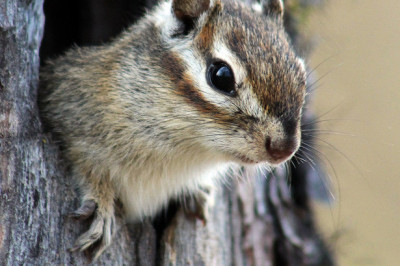 Бурундуки как запасливые и практичные хозяева