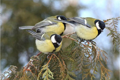 Чем примечательны синицы в природе?