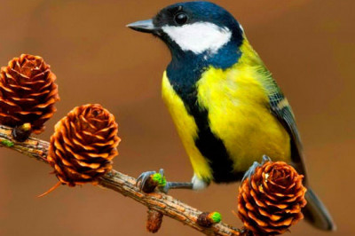 Почему синицы названы полезными птицами?