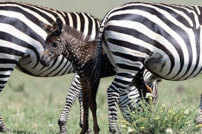 Зачем зебрам полоски?