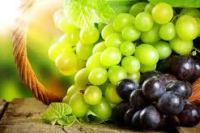6 интересных фактов о винограде