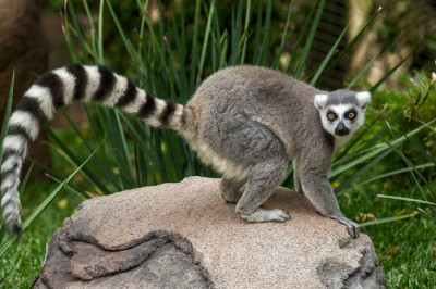 Любопытные факты о лемурах