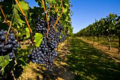 Когда впервые в России появился виноград?