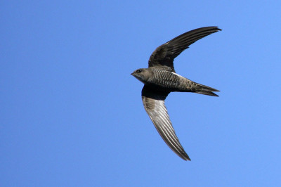 Стрижи- птицы, которые всю свою жизнь проводят в воздухе