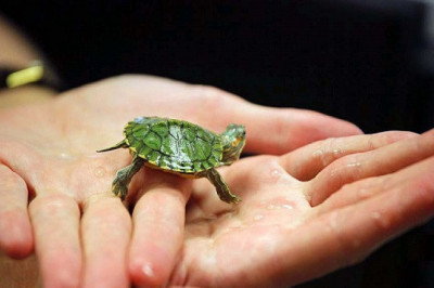 Купить карликовую красноухую черепаху- это реально?