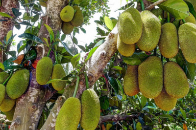 Дары хлебного дерева