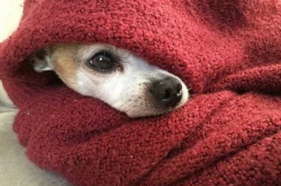 Мерзнут ли зимой лапы у собак?