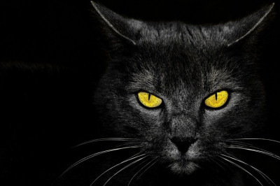 Отчего кошкам не стоит смотреть в глаза?