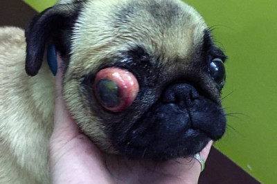 Почему у некоторых пород собак могут вываливаться глаза?