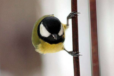 Любопытные факты о синицах