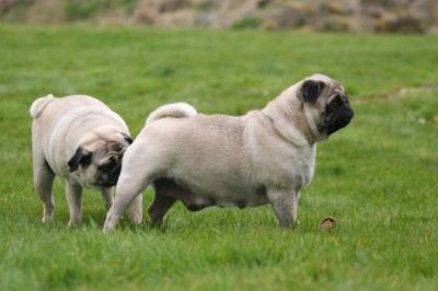 Для чего собаки нюхают друг у друга под хвостом?