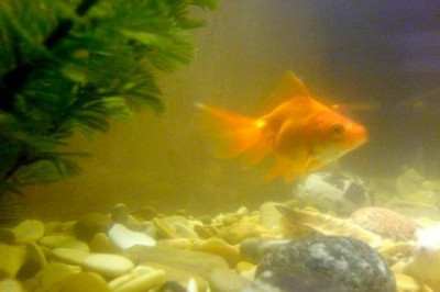 Отчего мутнеет вода в аквариуме?