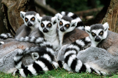 Что мы знаем о таких чудесных созданиях как о лемурах?
