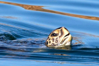 Черепаха- это рептилия или земноводное существо?