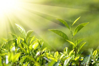 Почему растения зеленого цвета?