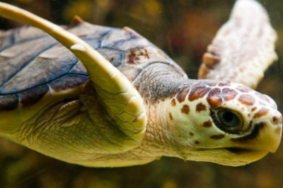 Что нам известно о черепахах?