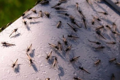 Откуда берется мошкара?