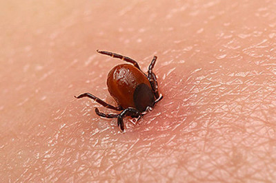 Всегда ли клещи существовали в природе?