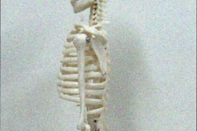 Сколько костей в человеческом скелете?