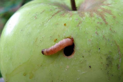 Почему червивые фрукты созревают быстрей?