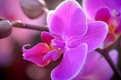 Правда ли, что орхидея является энергетическим вампиром?!