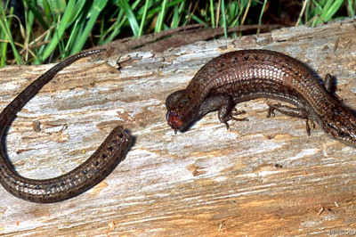 Сколько раз в своей жизни ящерица может сбросить и отрастить хвост?