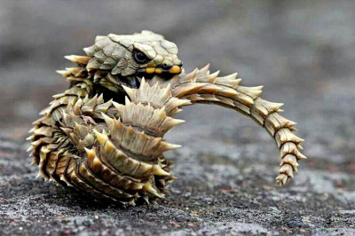 Важен ли хвост для ящерицы?