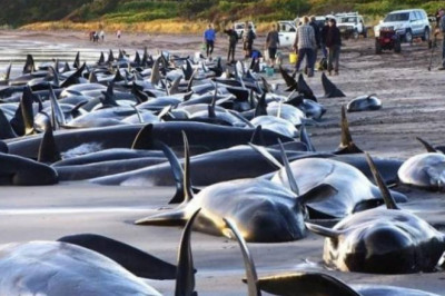 Зачем киты выбрасываются на берег?